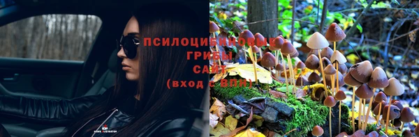 сатива Горнозаводск