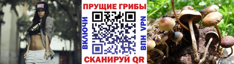 Псилоцибиновые грибы Psilocybine cubensis купить наркотики сайты Мценск